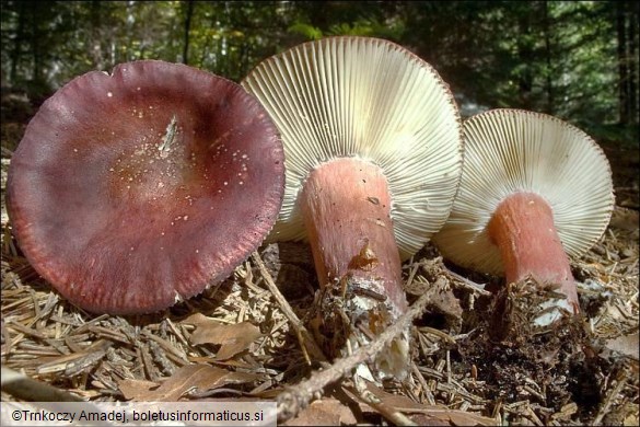 Russula queletii