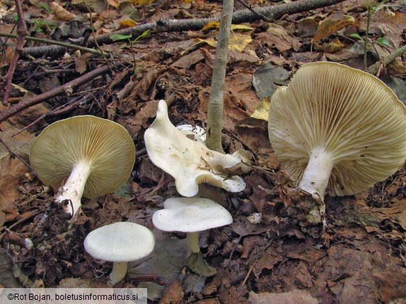 Clitocybe odora var. alba