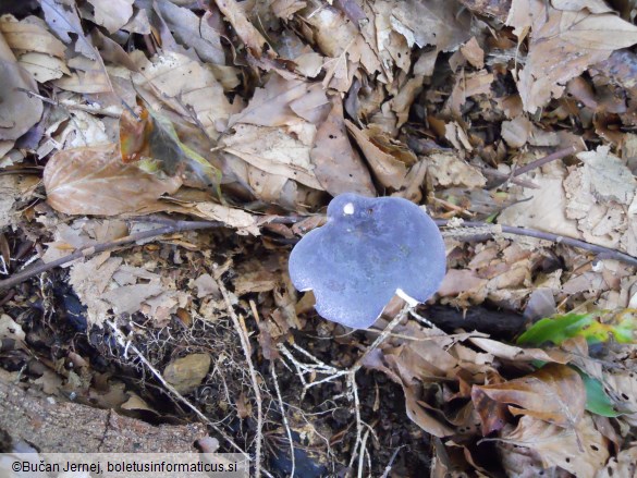 Russula parazurea