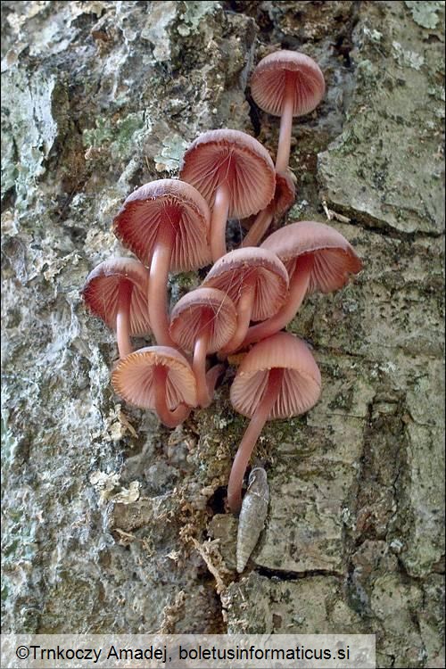 Mycena haematopus