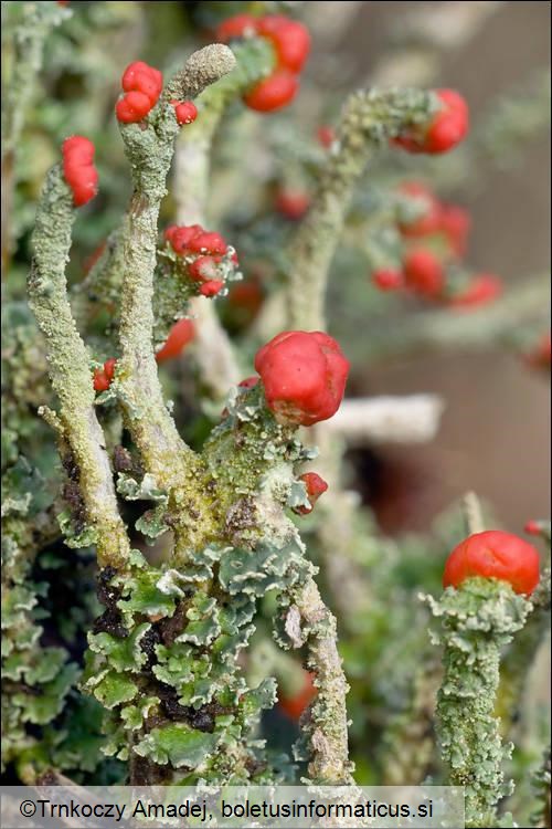 Cladonia macilenta