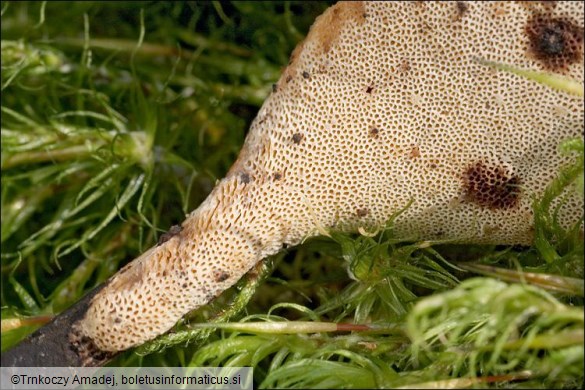 Polyporus varius