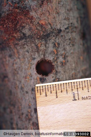 azijski kozliček (<i>Anoplophora glabripennis</i>)