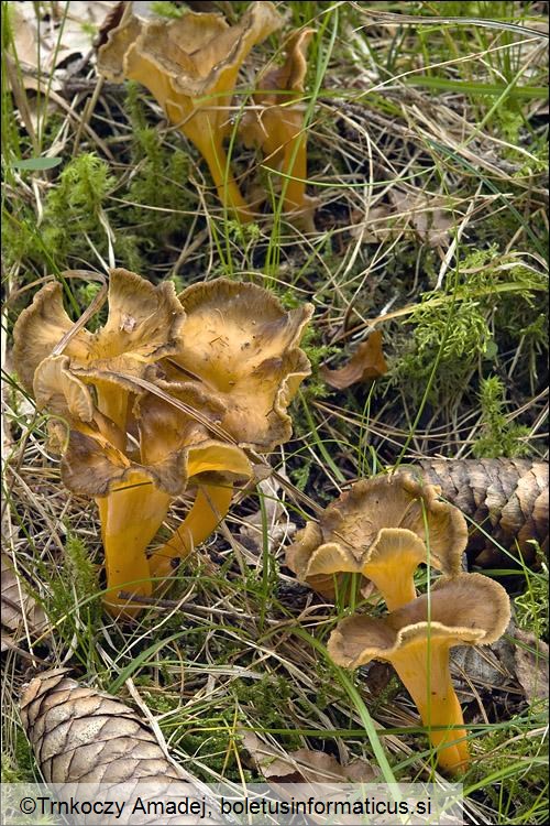 Cantharellus xanthopus