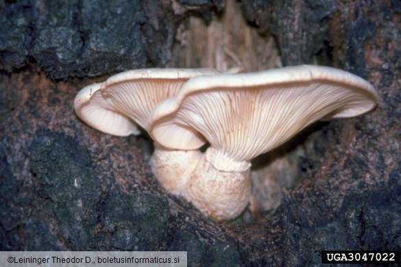 bukov ostrigar (<i>Pleurotus ostreatus</i>) na <i>Quercus phellos</i>