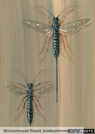 črna lesna osa (<i>Xeris spectrum</i>)