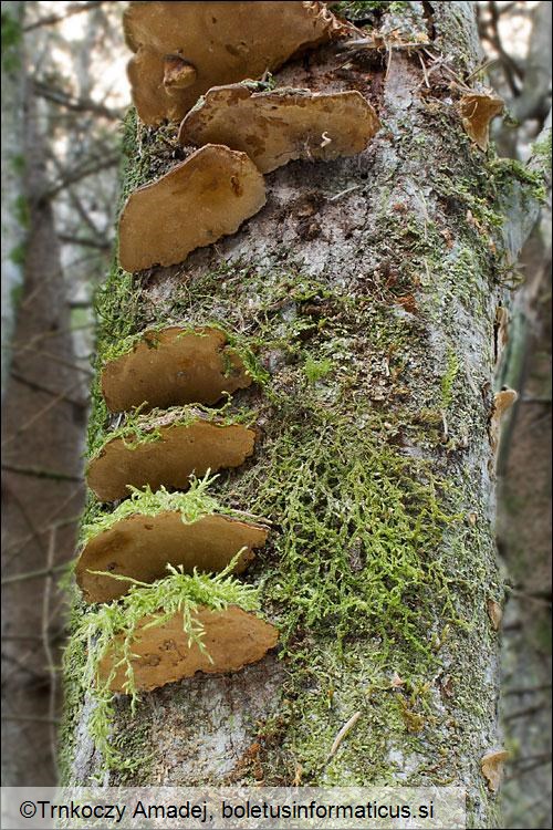 Phellinus conchatus