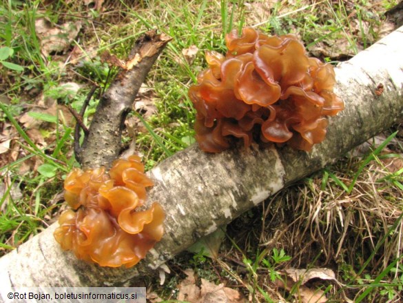 Tremella foliacea