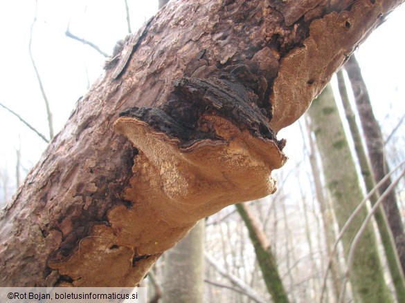 Phellinus pini