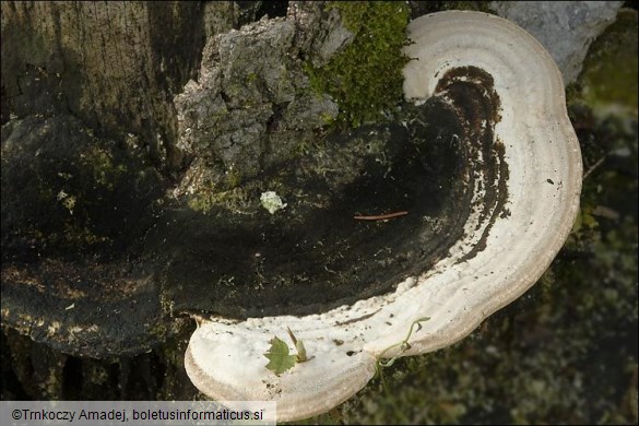 Trametes gibbosa