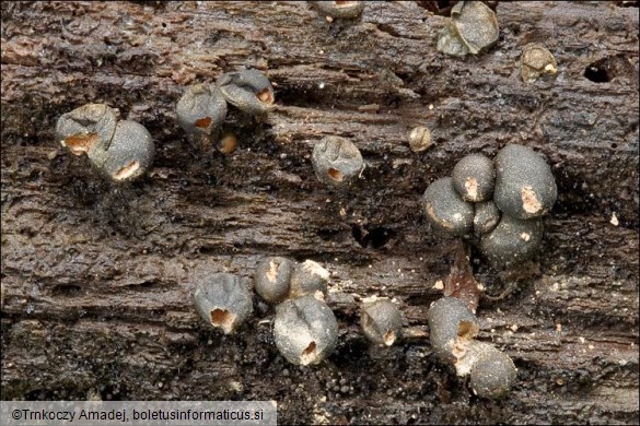 Lycogala terrestre