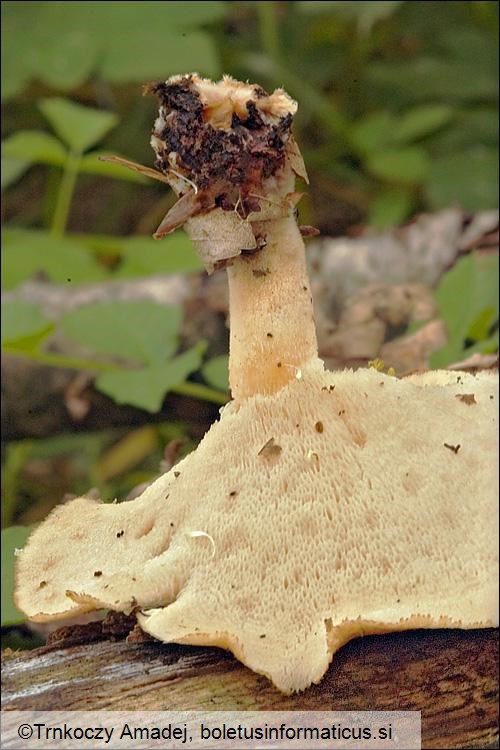 Polyporus tuberaster