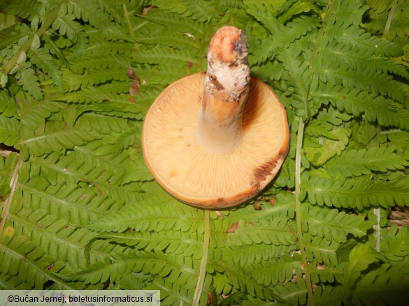 Lactarius volemus