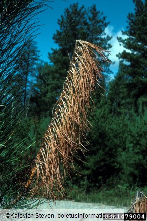 odmiranje smrekovih poganjkov (<i>Sirococcus conigenus</i>) na <i>Pinus resinosa</i>