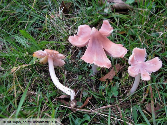 Hygrocybe calyptriformis