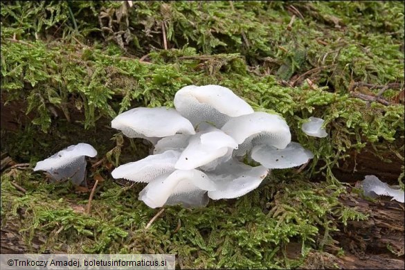 Pseudohydnum gelatinosum