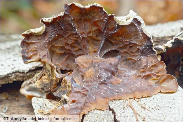 Auricularia mesenterica