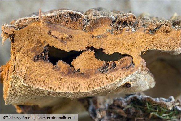 Phellinus ribis