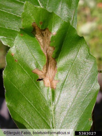 <i>Apiognomonia errabunda</i>