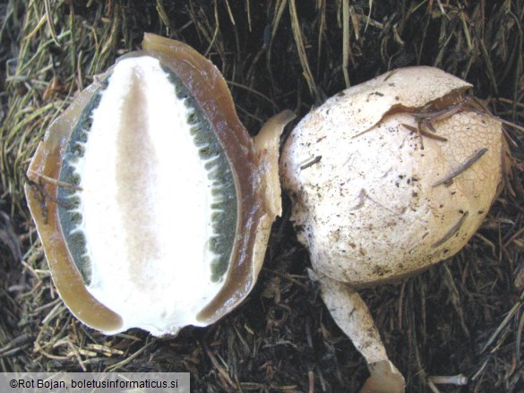 Phallus impudicus