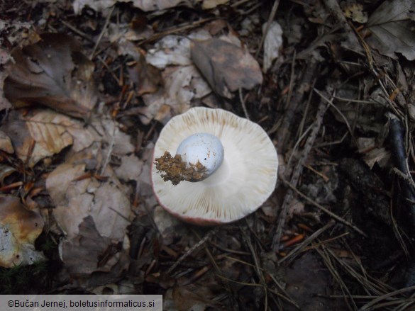 Russula lepida