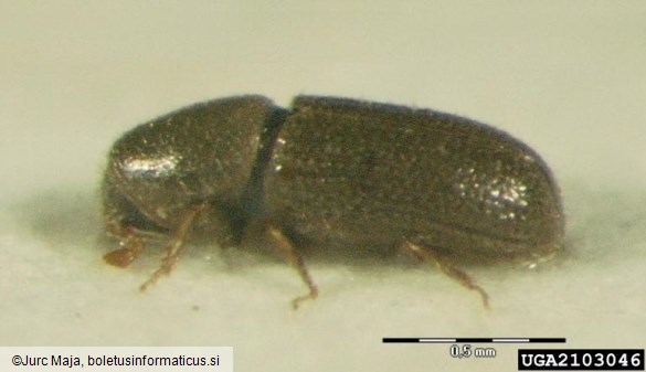 drobni smrekov lubadar (<i>Crypturgus pusillus</i>)