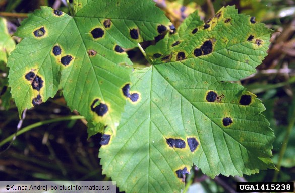 <i>Rhytisma acerinum</i> na <i>Acer</i> spp.