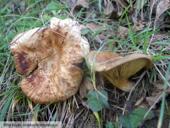 Paxillus involutus