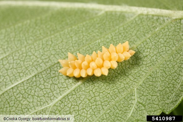 brestovka (<i>Xanthogaleruca luteola</i>) na <i>Ulmus</i> spp.