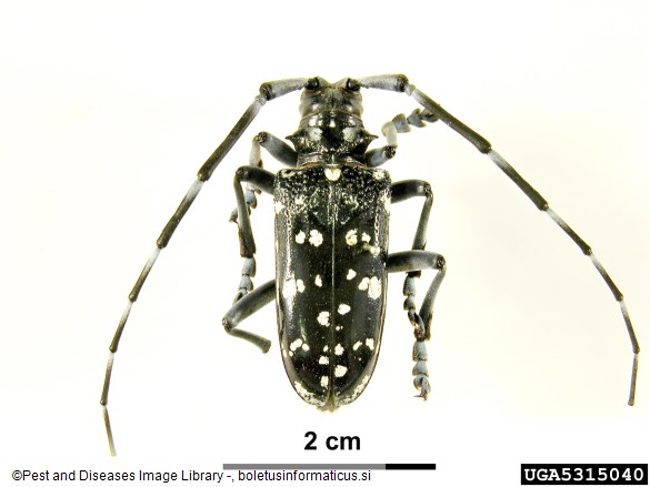 kitajski kozliček (<i>Anoplophora chinensis</i>)