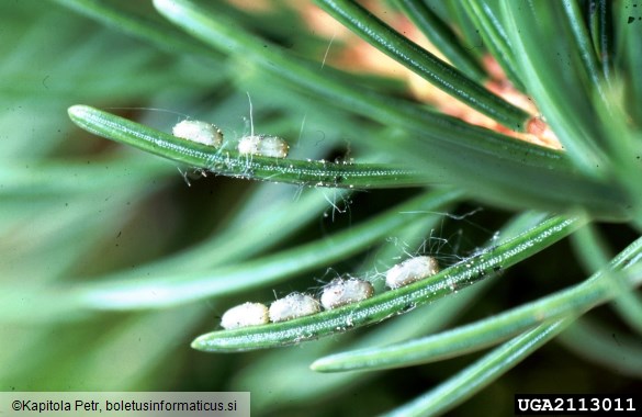 <i>Cephalcia arvensis</i> na <i>Picea abies</i>