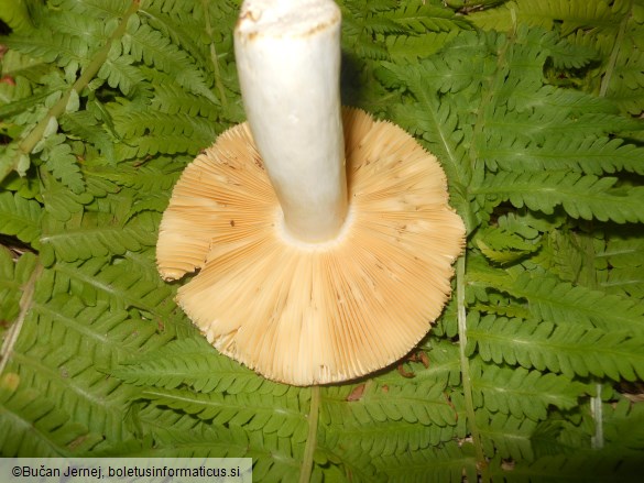 Russula romellii