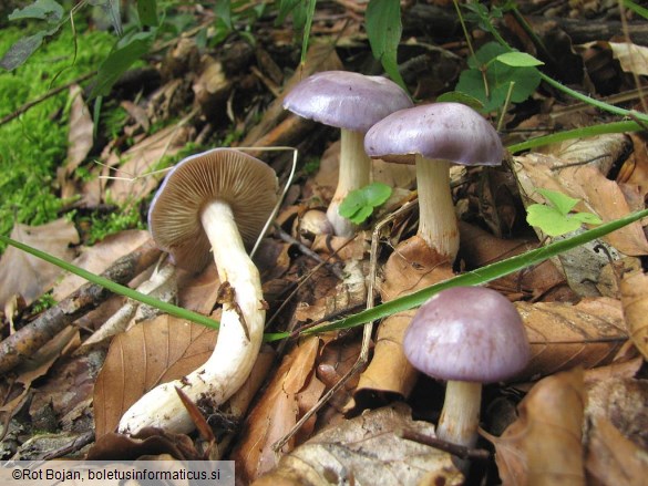 Cortinarius croceocaeruleus