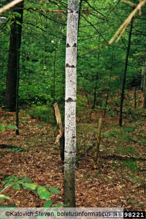 uš zelenega bora (<i>Pineus strobus</i>) na <i>Pinus strobus</i>