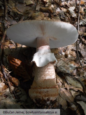Amanita rubescens