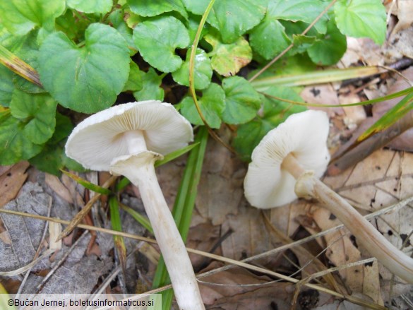 Lepiota cristata