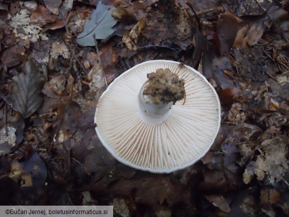 Russula nigricans