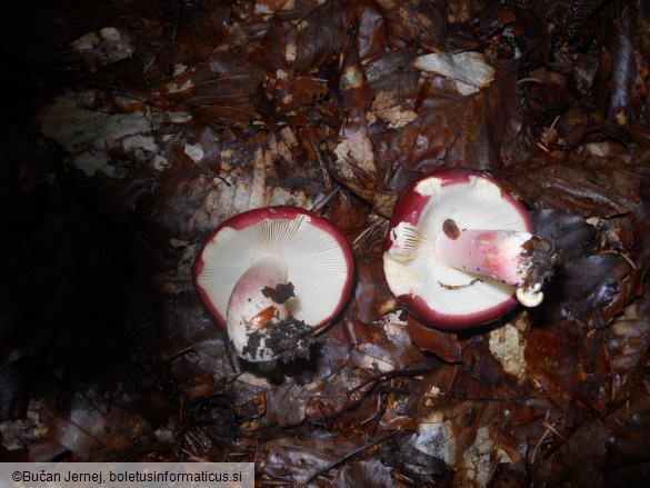 Russula xerampelina