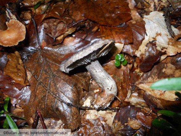 Tricholoma squarrulosum