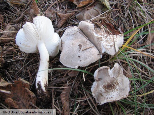 Tricholoma scalpturatum