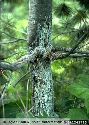 mehurjevka zelenega bora ali ribezova rja (<i>Cronartium ribicola</i>)