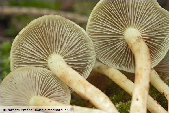 Hypholoma fasciculare