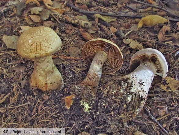 Cortinarius traganus