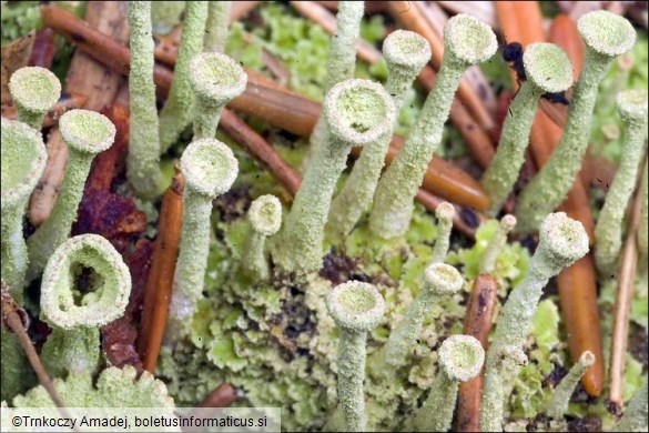 Cladonia fimbriata