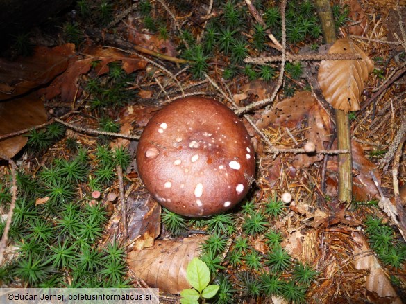 Russula integra