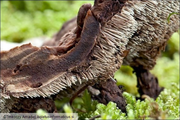 Phellodon tomentosus