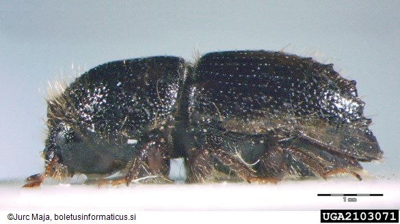osmerozobi smrekov lubadar ali knaver (<i>Ips typographus</i>)