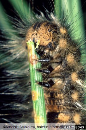 borov veščec (<i>Dendrolimus pini</i>)