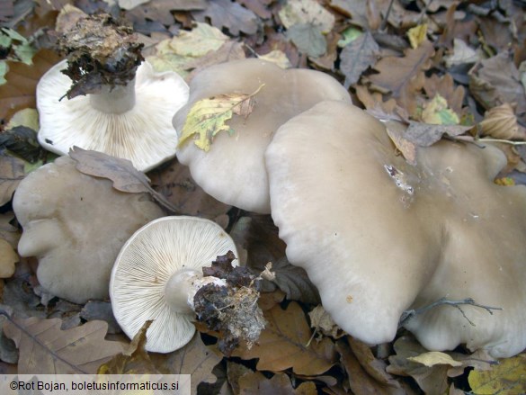 Clitocybe nebularis