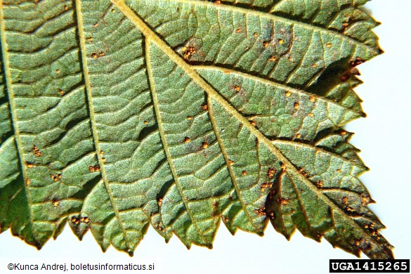 <i>Melampsoridium betulinum</i> na <i>Alnus incana</i>